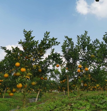 正宗耙耙柑大雅一号种植基地直销