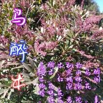 贵州毕节古夜郎大地野生盆栽马醉木下单现采
