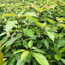 油樟苗地苗袋苗黄葛兰佛手苗药枳壳砂仁苗