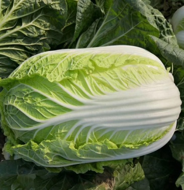 优质大白菜产地直销常年供应各种季节性蔬菜