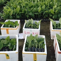 农科院红香蕉苗/威廉斯b6香蕉苗/金粉一号香蕉苗/芭蕉苗