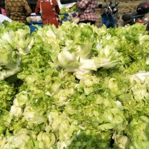 砀山县精品儿菜和儿菜头大量上市