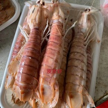 熟冻皮皮虾，活煮皮皮虾，适合自助餐，大拍档，夜宵摊，烧烤