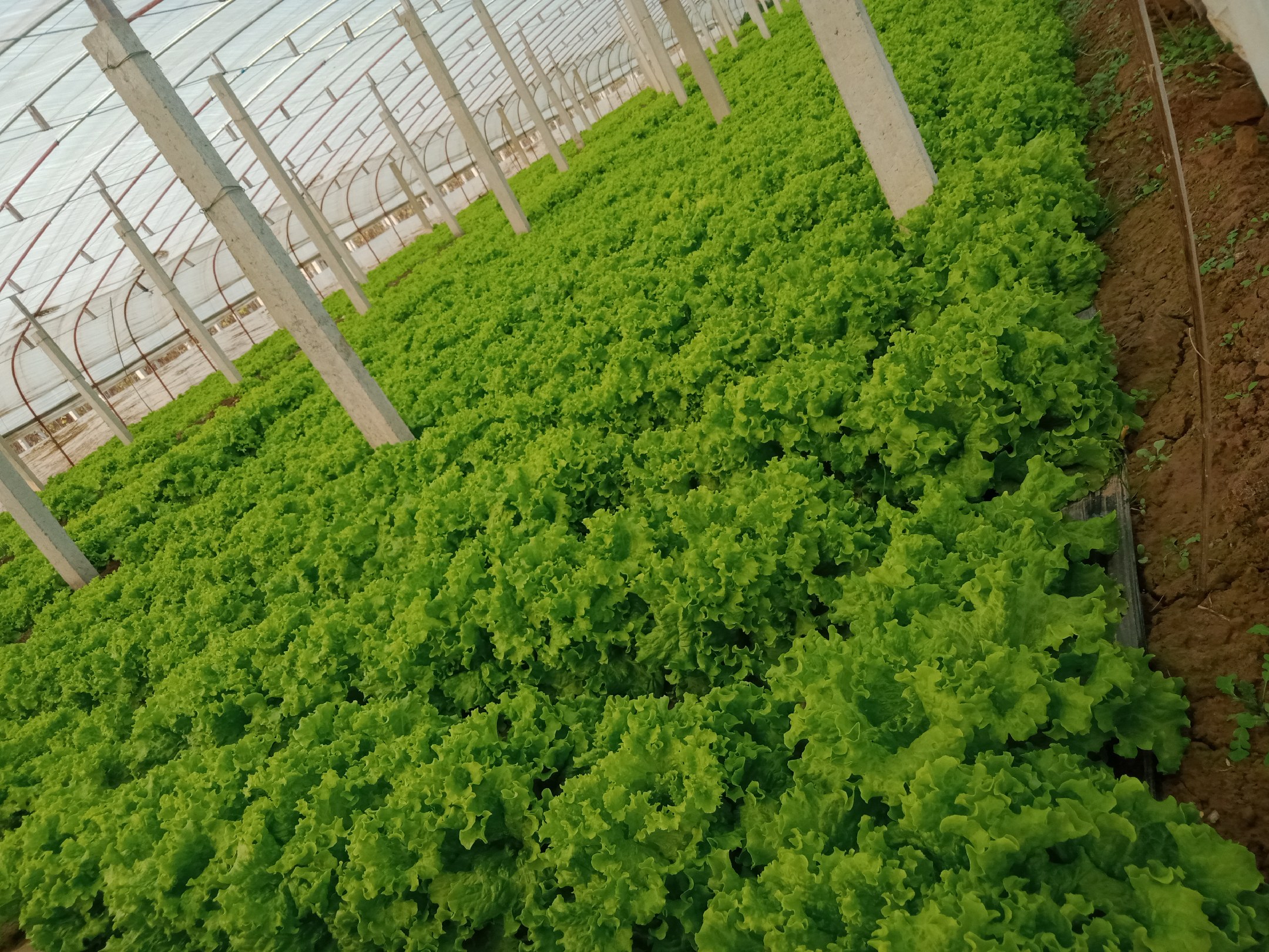 现代化智能温室中散叶生菜128孔穴盘育苗实景:黑色PS穴盘整齐排列于苗床,LED补光灯带均匀悬吊,温湿度传感器探头清晰可见,基质表面湿润无积水,子叶展开率达95%以上 散叶生菜工厂化育苗场景