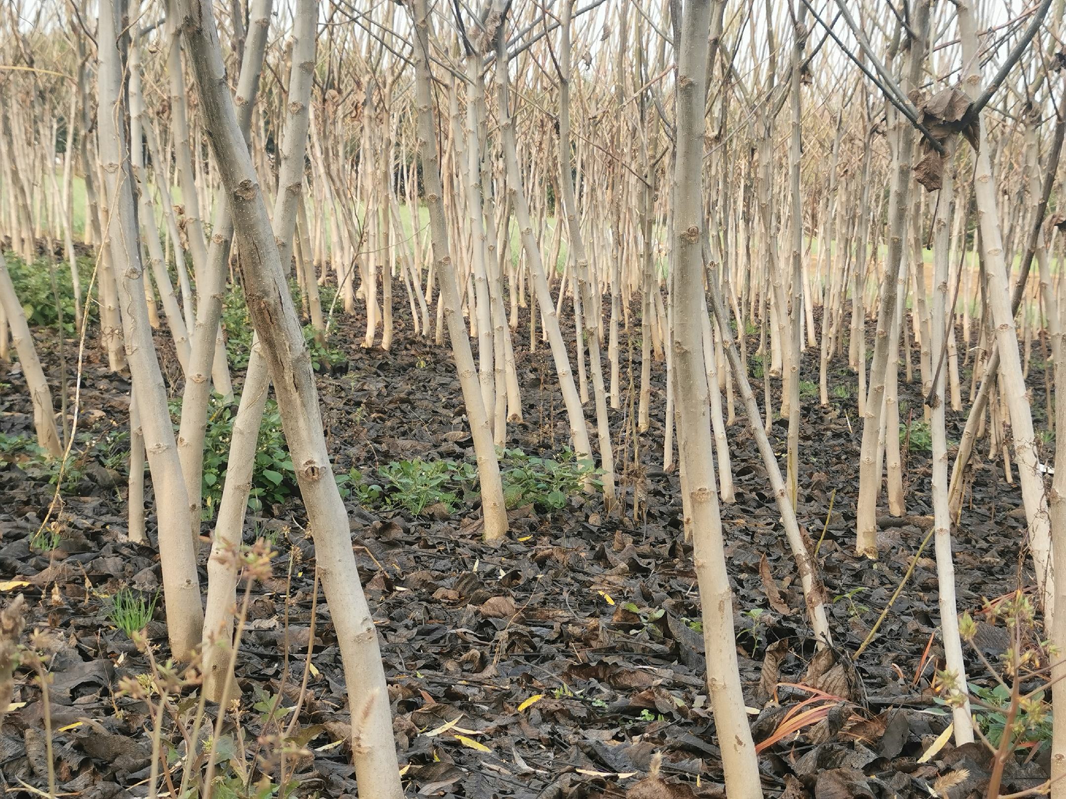 果园技术人员正在使用背负式喷雾器对柿子树进行均匀喷药,重点覆盖果实和叶片背面 喷药防治操作图