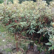 地径5公分高山杜鹃马缨花