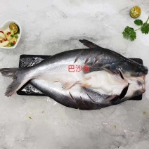 越南开背巴沙鱼。不包邮！！！！！！！！！！！！！！！！！