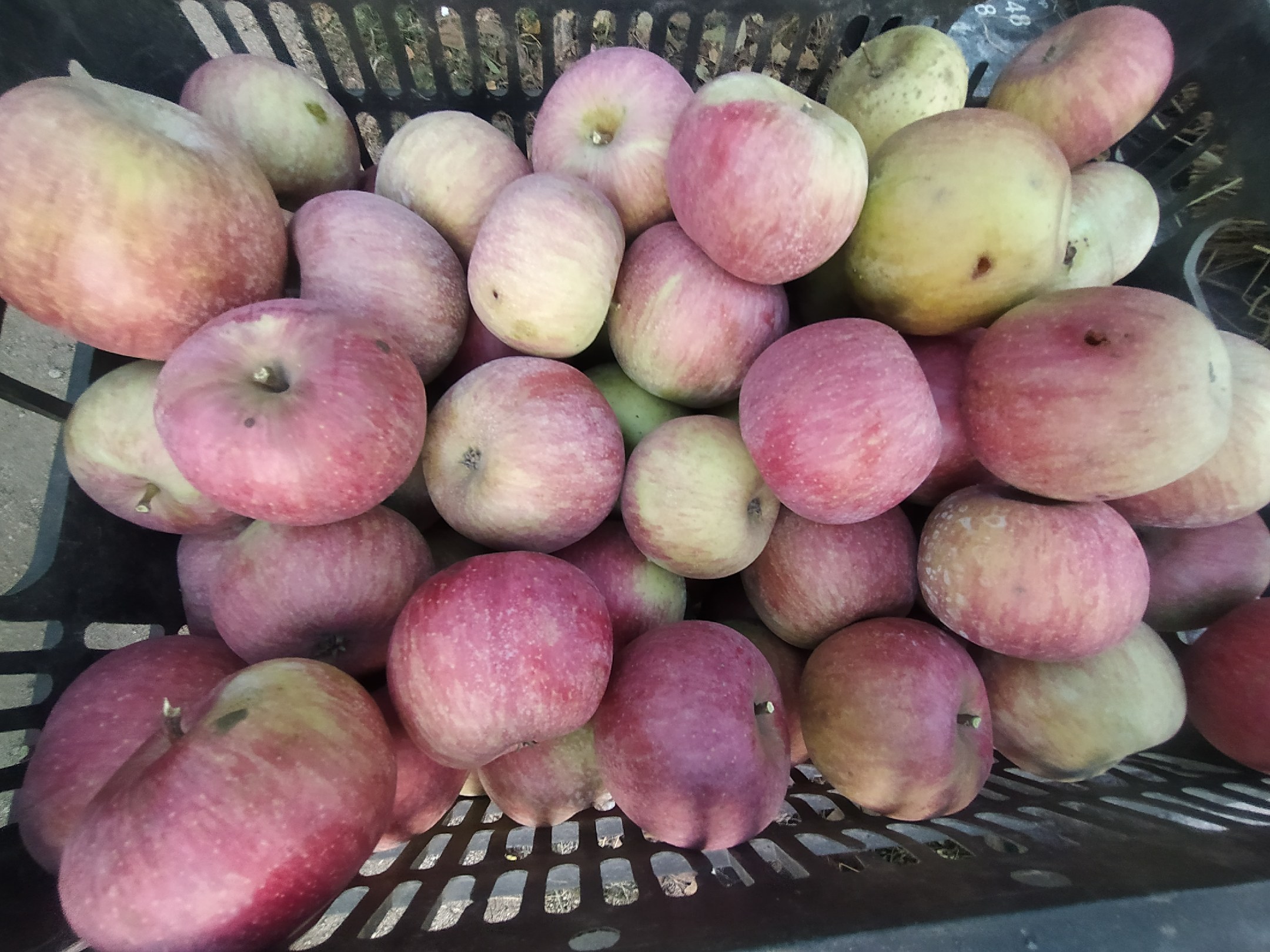 成县苹果采摘节现场实景图,众多游客在果园中体验亲手采摘国光苹果的乐趣,儿童提着小篮子在树下挑选果实,果农笑容满面地指导采摘技巧,背景悬挂‘成县国光苹果丰收季’红色横幅,空气中弥漫着清新的果香 成县苹果采摘节活动现场