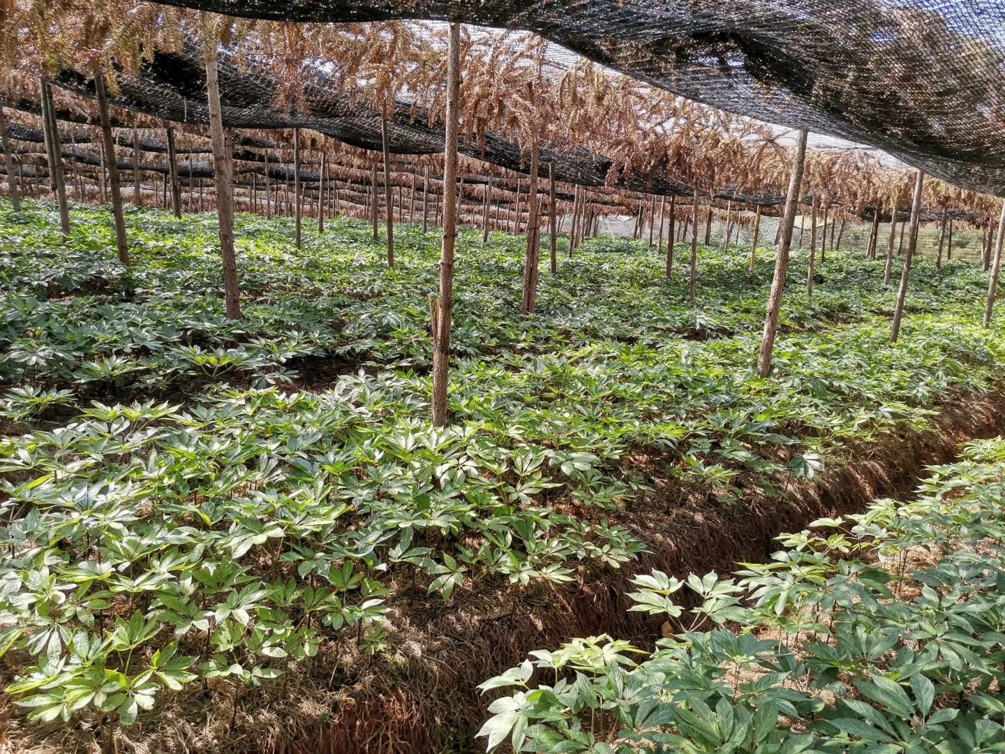 云南文山山区的三七种植基地,遮阳网覆盖的畦床整齐排列,农民正在田间劳作,背景为青山环绕,体现三七生长的生态化、规范化种植环境 三七种植基地航拍图