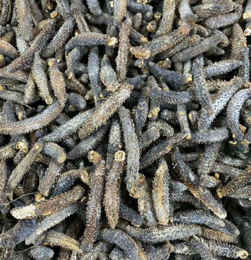 足干刺秃参小刺参无烂水发精品(货源稳定)