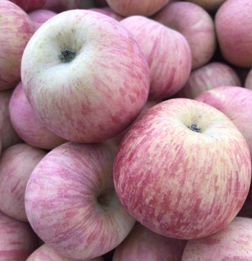 山东烟台小国光苹果70mm以上老树国光苹果支持一件代发