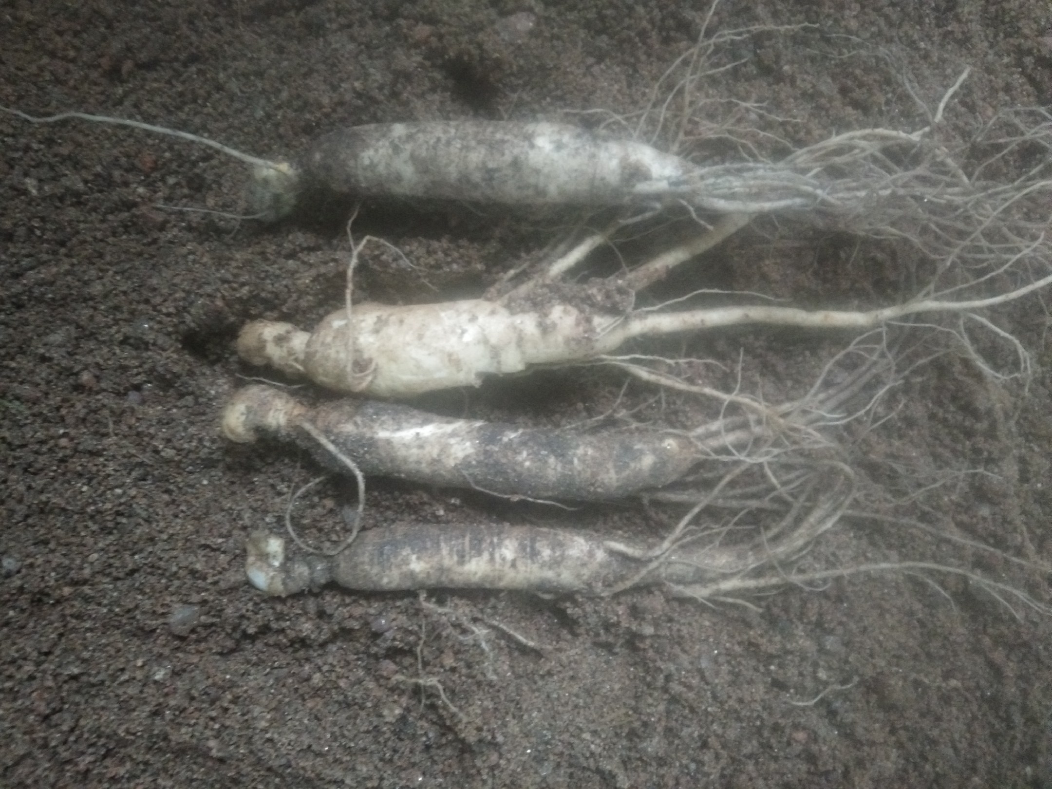 长白山鲜人参特写