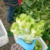 蔬菜/儿菜/根茎类/大小货