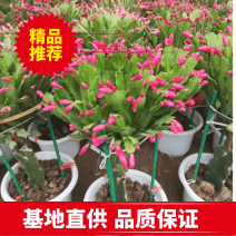 蟹爪兰嫁接一层二层三层【锦上天花】漳州基地大鹏种植