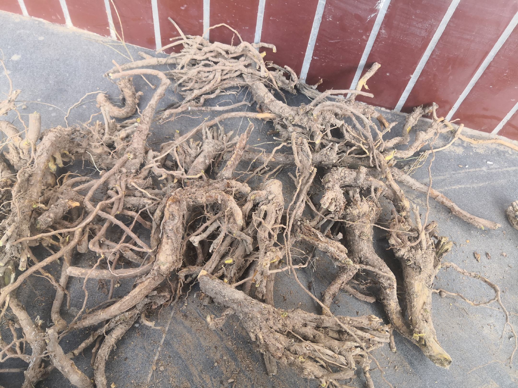 一株生长中的黄芩植物,茎叶清晰可见,背景为山地环境;右侧为晒干后的黄芩根,呈扭曲条状,表面黄褐色,断面黄色鲜明,展示药材原始形态 黄芩植株与干燥根部特写