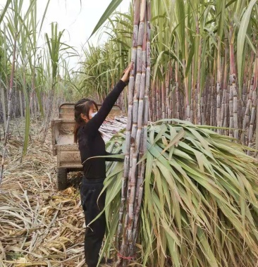 北方甘蔗种子(脆蜜蔗一号)包种植成技术,口感:酥,脆,甜