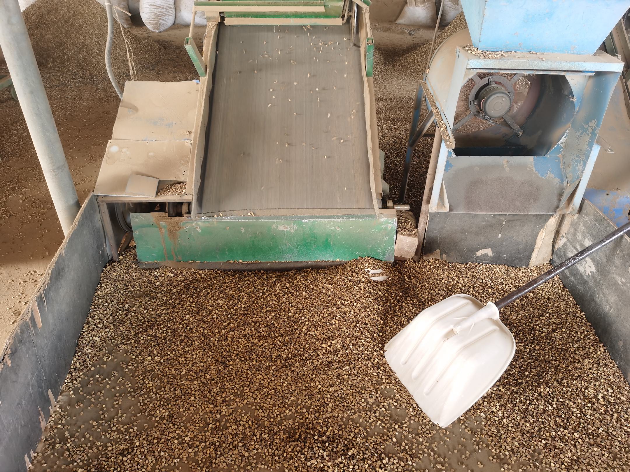 野莴苣清洗处理过程,包括冲洗、盐水浸泡和焯水步骤 野莴苣清洗处理过程