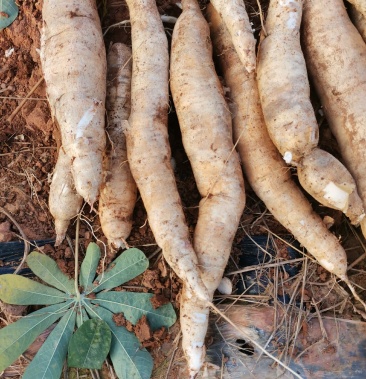 新鮮麵包木薯待賣現挖現裝