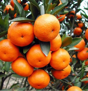 广西贺州砂糖橘大量上市好货靓果都盖好膜等老板来