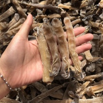 原色大沙虫印尼大沙虫