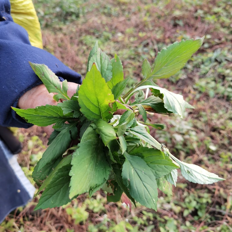 [苦菜批发]苦斋婆,苦斋菜,苦菜,野菜,瑶山天然野菜,价格17.
