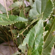 淫羊藿苗盆栽绿植淫羊藿盆栽大叶子淫羊藿苗栽培