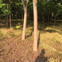湖北栾树林，有那么一棵栾树在那里等待着被发现，你来了吗？
