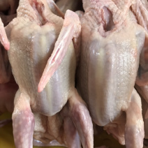 乳鸽鸽厂一手货源常年供应可全国发货品质保证