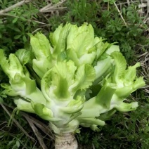 新鲜儿菜，都是地里挑到砍的