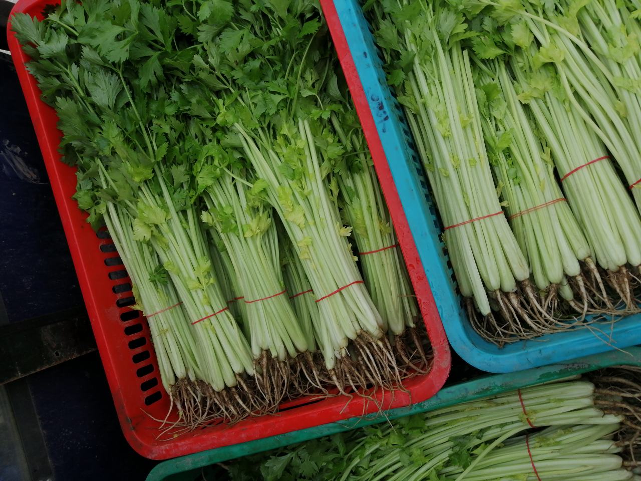 香芹保鲜方法示意图