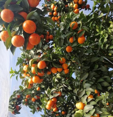 [沙糖桔批发]砂糖橘,果园现摘新鲜现发,对接电商,超市,水果店价格2.