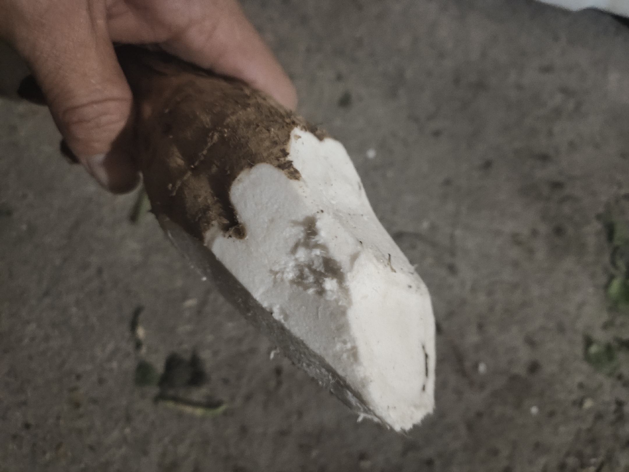 一根完整的浅棕色外皮粉葛被横向切开,露出洁白细腻的肉质,切面光滑有光泽,旁边摆放着几片已削好待用的圆形粉葛薄片,背景为木质砧板和厨房环境 粉葛新鲜切片特写