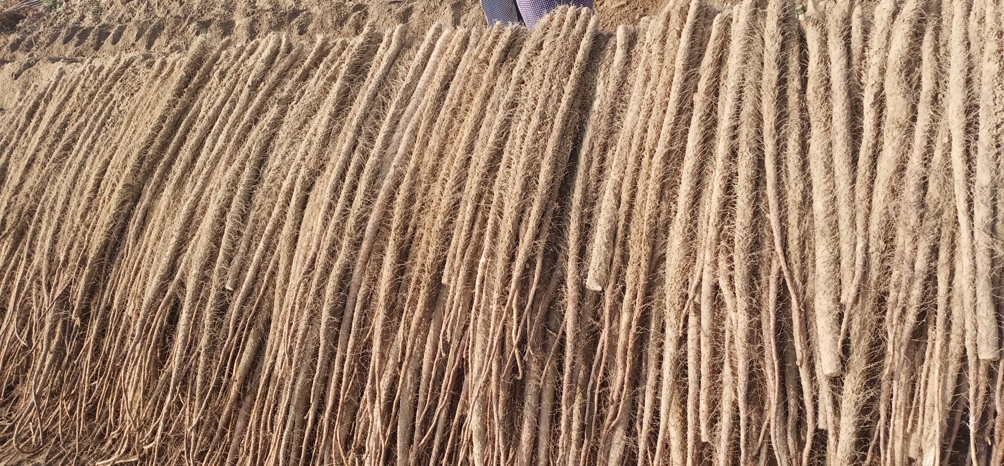 现代化山药加工厂内景图