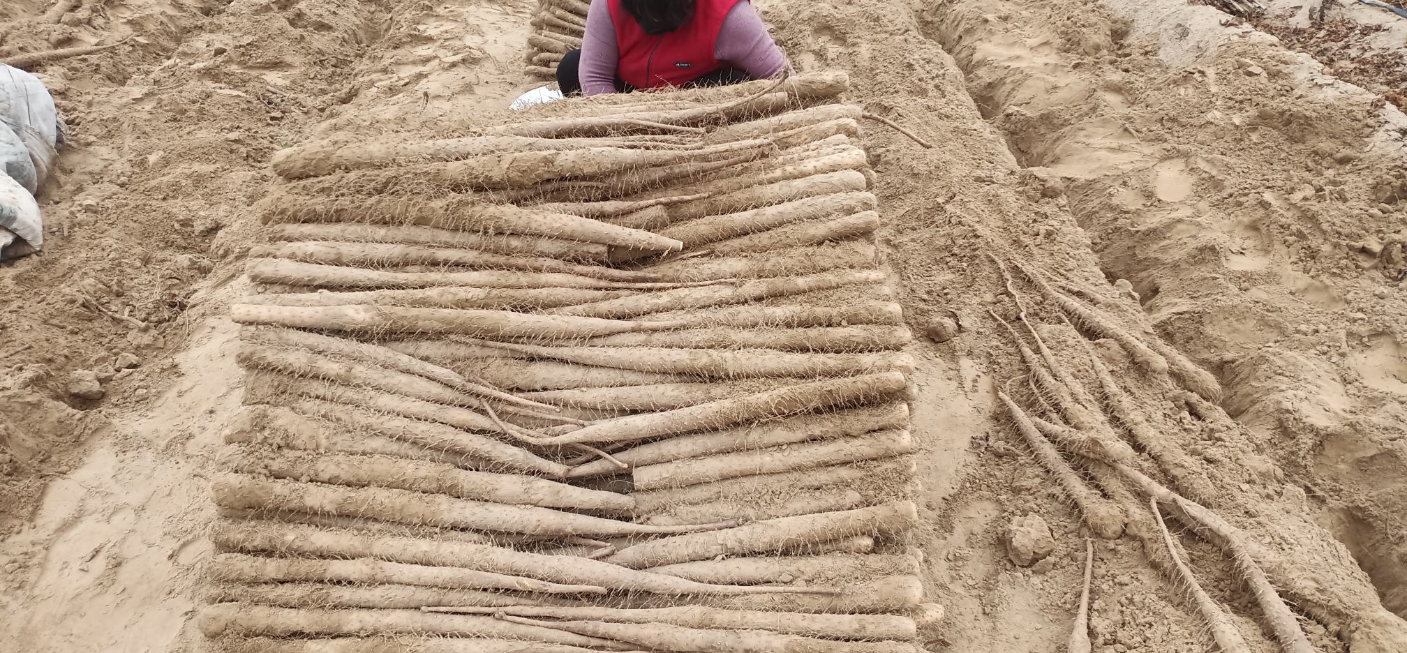 一位身穿粗布衣的农民正弯腰在田地中挖掘山药,手中握着一把锄头,刚出土的山药带有湿润泥土,根部修长完整,旁边堆放着几根已清理过的山药,背景可见其他农户在协作作业,展现传统农耕与现代种植结合的画面 农民采挖山药场景