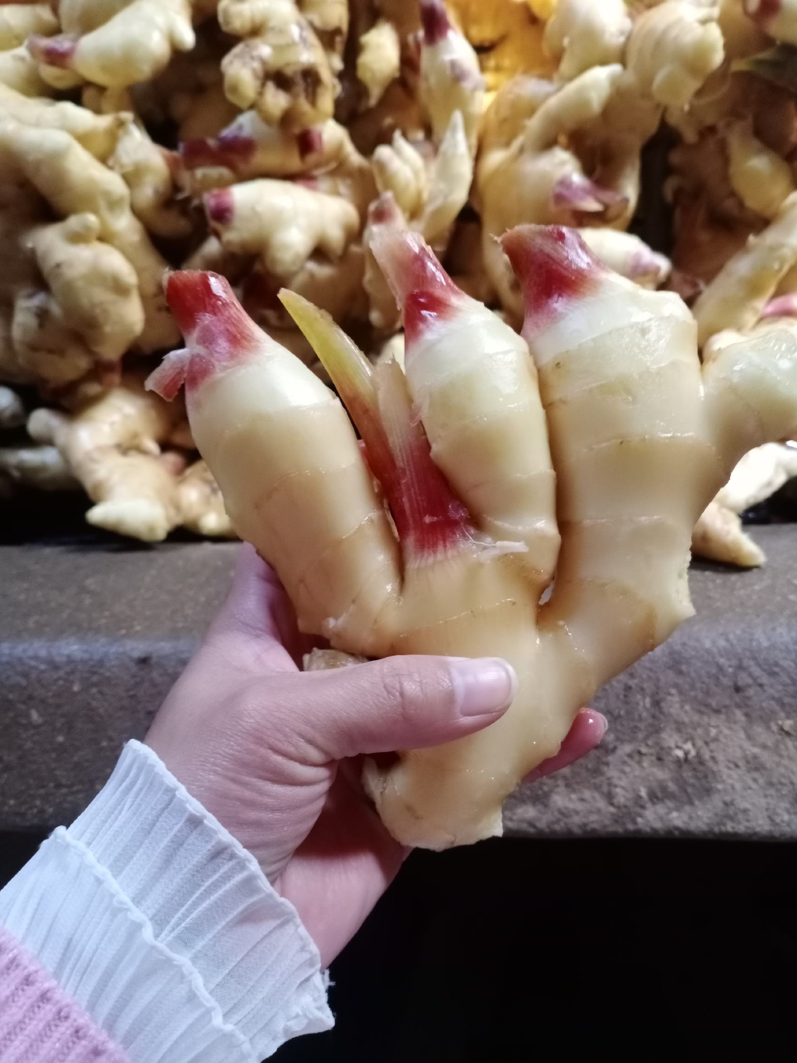 [红芽姜批发]山东优质鲜姜产地直销.质量好,价格便宜.全国发货价格1.