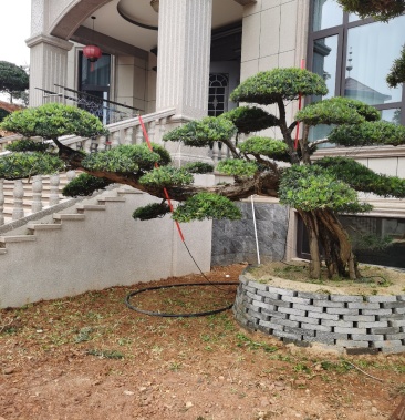 异形长飘造型罗汉松庭院配景专用湖南造型罗汉松价格