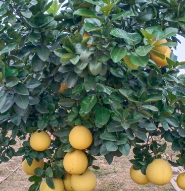 安江香柚口感佳急需销售