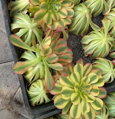 [多肉植物批发]多肉植物,多肉法师,维娜法师主头!价格0.