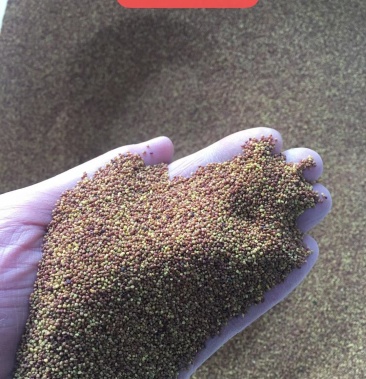 草坪牧草种子进口白三叶多年生草本绿肥种子