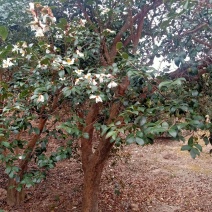 山茶油，原生态深山大树小籽茶油！
