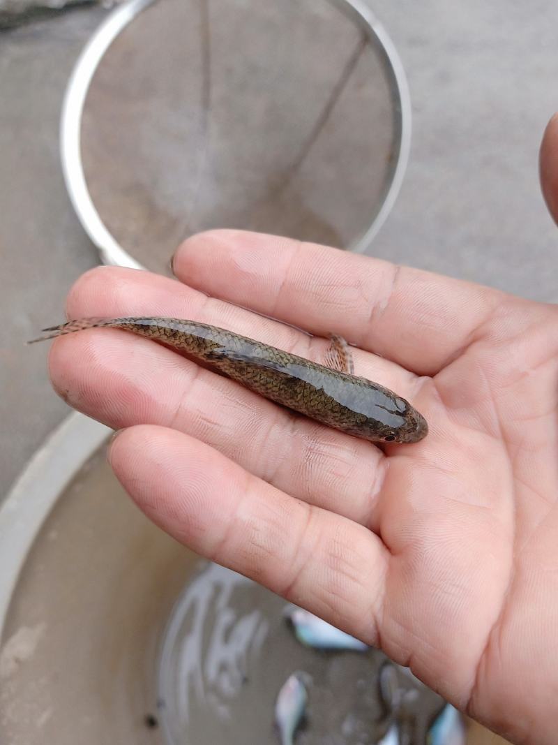 棒花鱼,沙锤,爬虎鱼,鱼缸的清洁工