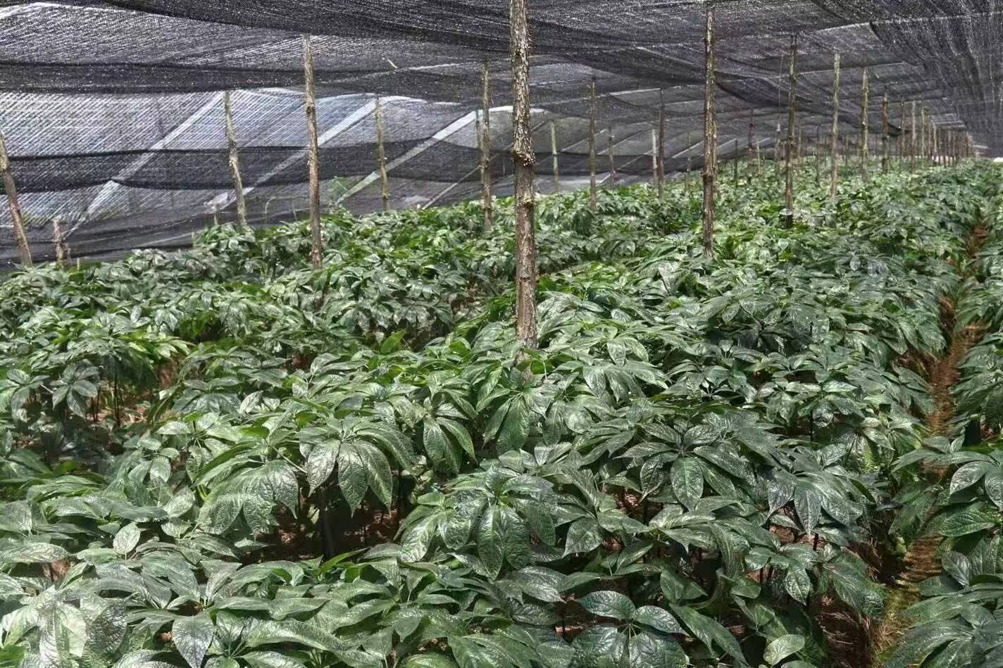 桂圆幼苗在遮阳网下生长