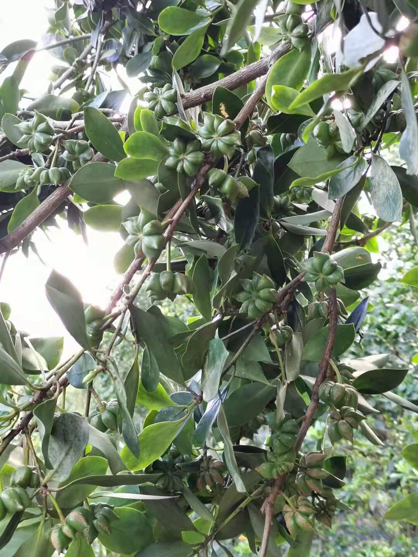 正宗藤县古龙镇大红嫁接八角(木王种)(罗马种)量多