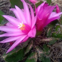 蟹爪莲盆栽室内花卉蟹爪兰花苗四季开花多肉植物蟹爪兰