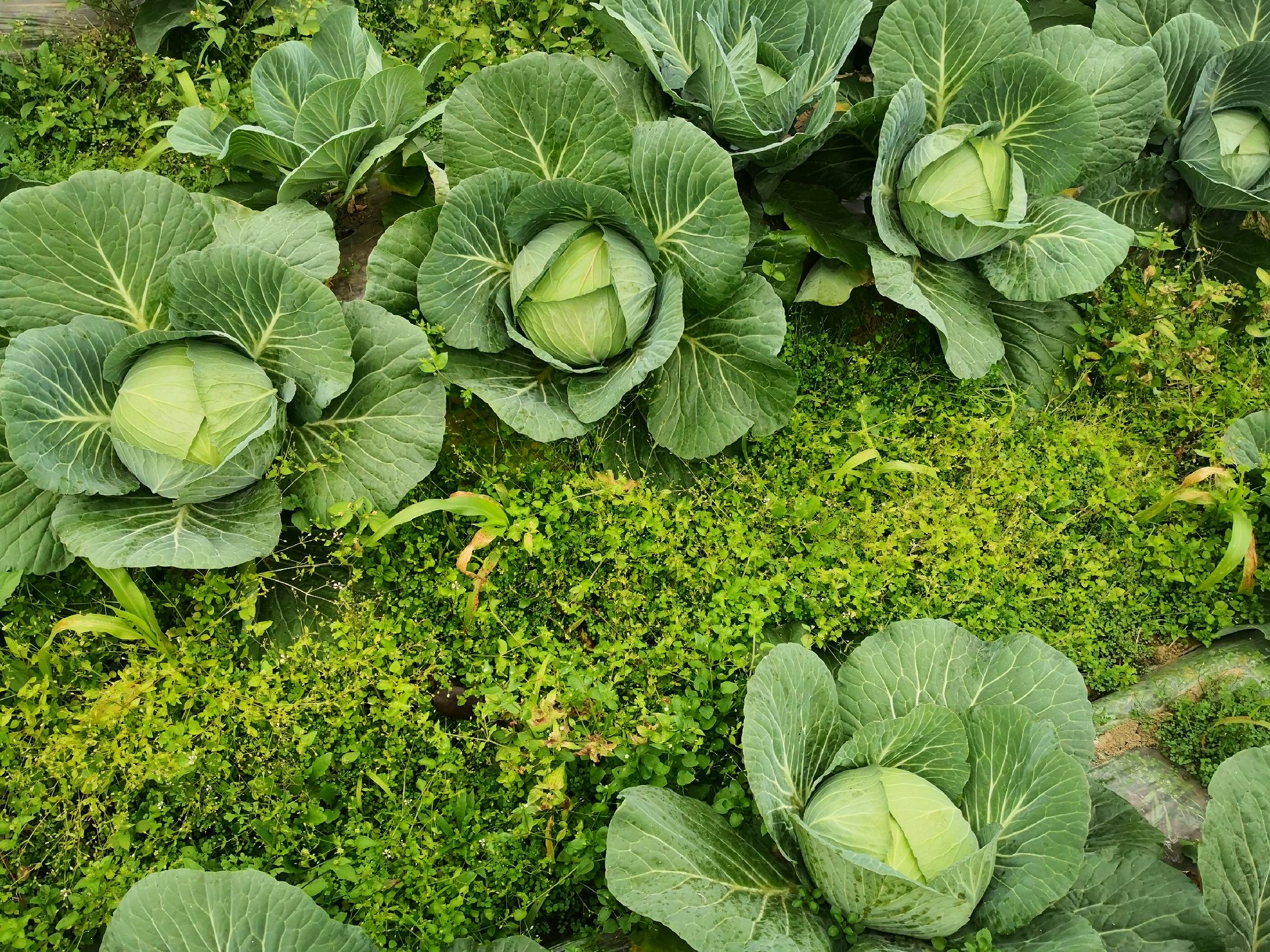 田间采收场景：农民正在华北平原有机农场手工采摘圆包菜