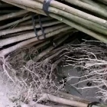 桐油苗又名千年桐，欢迎实地考察，桐油是我国出口最多的国家
