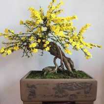 迎春花盆栽黄色花盆景盆栽探春花树苗盆栽造型小叶藤蔓植物