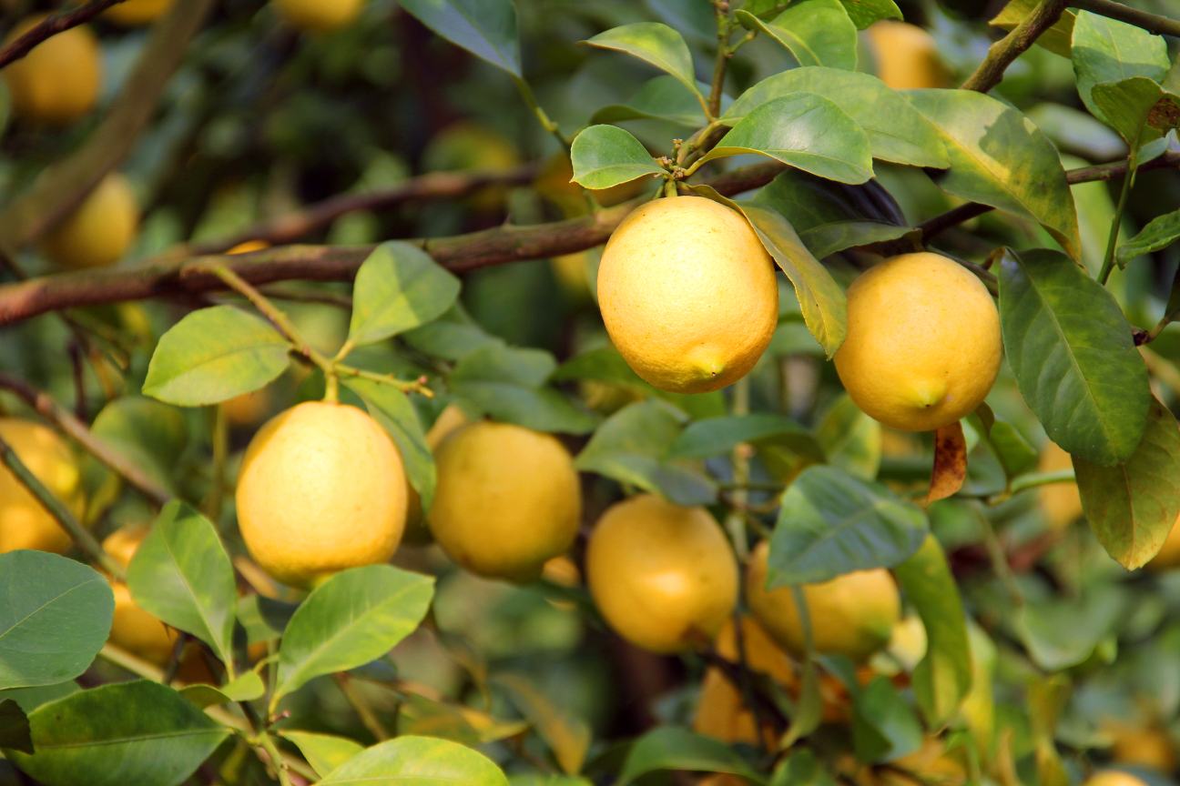 尤力克柠檬整株果树挂果特写