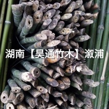 湘西雪峰山菜架竹、竹竿、竹架条、金竹、铁竹