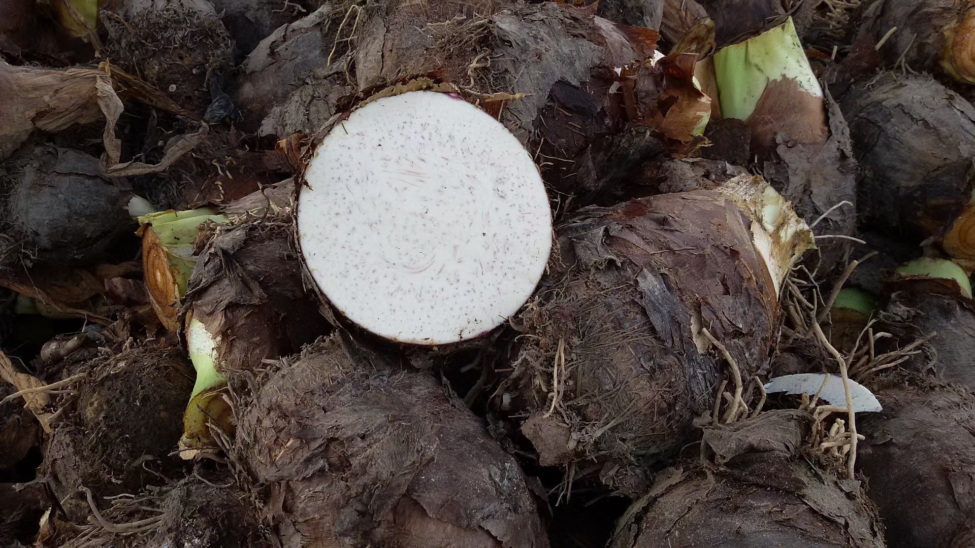 荔浦芋头去皮切块过程